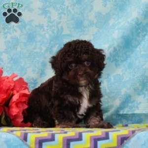 Fox, Toy Poodle Puppy